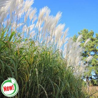 Giant Miscanthus Grass Thumbnail